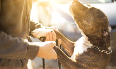 Pitbull and human holding hands (to paws)