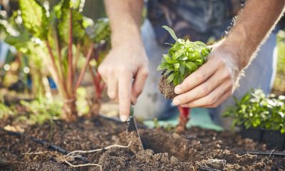 Gardener digging a hole for a new sapling