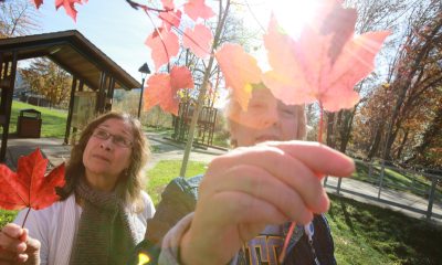 Two women pluck leaves from a tree in autumn with sunlight in the background