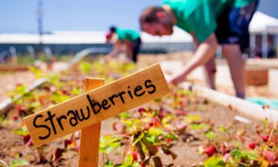strawberry bed