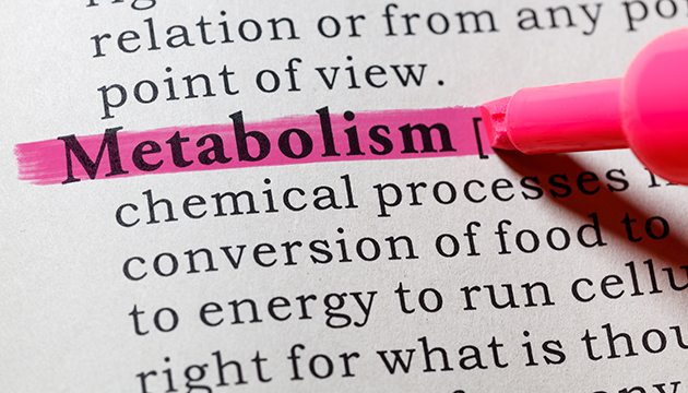 Pink highlighter pen marking the word "metabolism" on a printed page