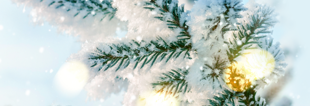 Snow resting on the branch of a fir tree with light beams glistening off of it