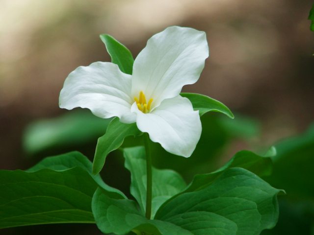 Trillium leaves and flower