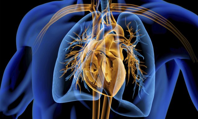 3D Illustration of the cardiopulmonary system 