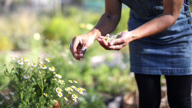 Close-up of hands of person picking chamomile flowers in garden