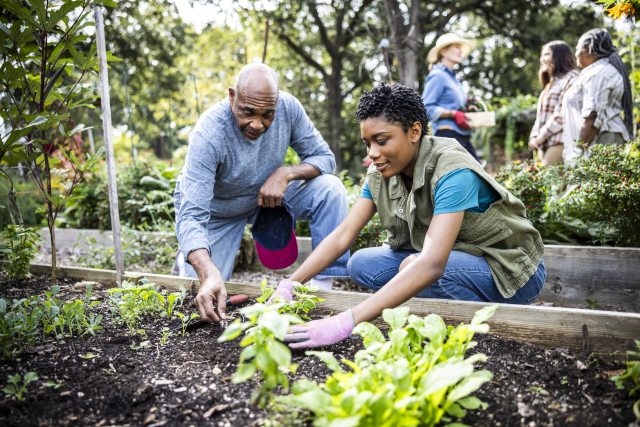 Two volunteers work on a community garden together