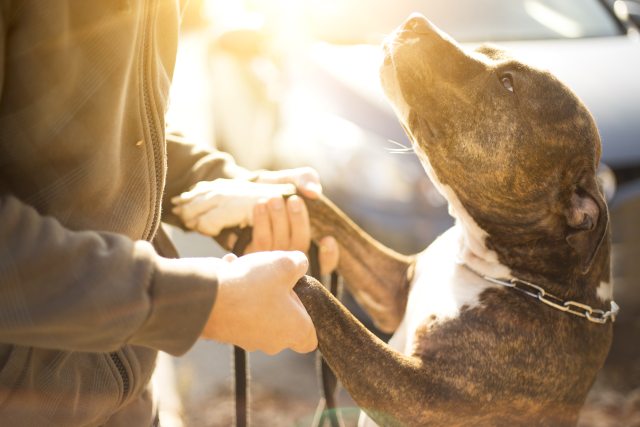 Pitbull and human holding hands (to paws)