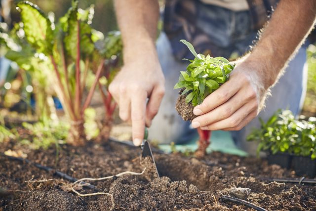 Gardener digging a hole for a new sapling