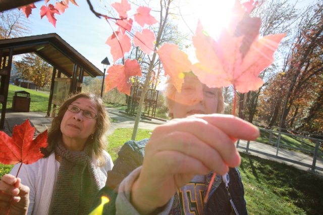 Two women pluck leaves from a tree in autumn with sunlight in the background